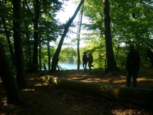 Zur Beginn unserer Exkursion, an nördlichen Bereich des Sees, dominieren mächtige Buchenwälder.