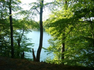 Die teils sehr steilen Hangterrassen beherbergen im Sommer und Herbst nicht nur die herrlichsten Speisepilze, sondern auch seltenen Raritäten, die das Herz des Hobby - Mykolgen höher schlagen lassen.