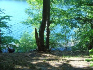 Steil fällt der Hang zum Neumühler See ab.