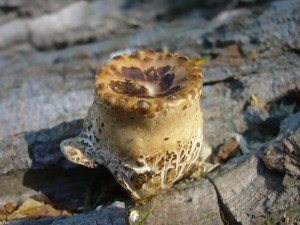 Aber wir fanden selbstverständlich auch einige Frischpilze, so wie diesen embryonalen Schuppigen Porling (Polyporus squamosus).