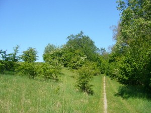 Wird der Nordteil des Neumühler Sees von Buchenwäldern und Erlebrüchen dominiert, ist im südlichen Bereich eher offenen Landschaft zu finden. Gerade hier hätte es bei besseren bedingungen sicherlich schöne Frühlingspilze gegeben, den es gibt hier sehr viel Schlehen, die oft Maipilze und insbesonders Schild - Rötlinge auf den Plan rufen können.