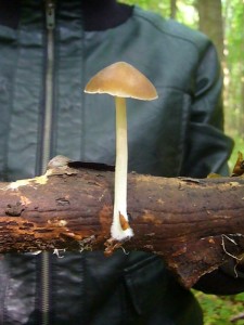 Dieser junge und wunderschöne Buchenwald - Wasserfuß zäklte zu den wenigen Frischpilzen die wir heute hier fanden. 21.05.2011.