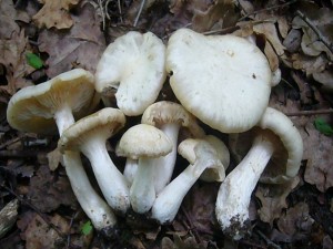 Der Blasse Pflaumen - Rötling (Entoloma sepium) ist zusammen mit dem ähnlichen Schild - Rötling an Rosengewächse wie Schlehen oder Plaumenbäume gebunden. Sie zählen zu den besten Speisepilzen des Frühjahres. Standortfoto am 24.05.2011 bei Neukloster.