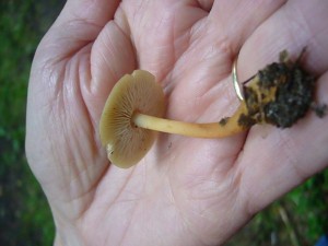 Der Waldfreund Rübling mit seinem wunderbaren, pilzartigen Duft ist nehezu in allen Wäldern zu hause und kann ebenfalss die gesamte Saison über gefunden werden. Er ist geringwertig. 