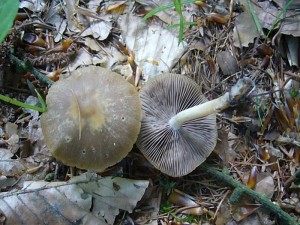 Für eine Frühlingspilzsuppe durchaus tauglich sind diese Frühlingsmürblinge (Psathyrella spadiseogrisea). Standortfoto am 28.05.2011 im Wald bei Detershagen.