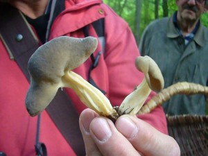 Die Rillstielige Lorchel ist ein typischer Schlauchpilz im Spätfrühling und Frühsommer, aber nicht sonderlich häufig. Kein speisepilz.