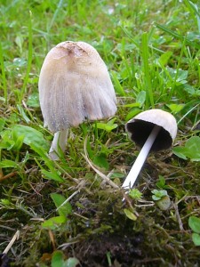 Gleich zu Anfang begrüßten uns diese Tintlinge (Coprinus specc.). 