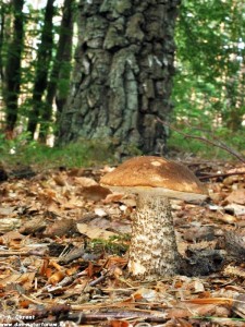 Der erste Birkenpilz (Leccinum sacabrum), fotografiert bei Graal Müritz in diesen Tagen. 