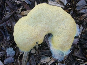 Der einzige Frischpilz, den ich auf meiner kurzen Niedersachsenreise fand, war die Gelbe Lohblüte (Fuligo septica) auf Rindenmulch vor unserer Hotelanlage. Standortfoto am 04.06.2011.