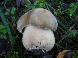 Der erste Sommersteinpilz (Boletus reticulatus) heute in einer wismarer Parkanlage gefunden und fotografiert. Ach Andreas Okrent hat die ersten Sommersteinpilze und auch einzelne, junge Flockenstielige Hexen - Röhrlinge gefunden.