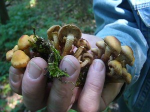 Eine Handvoll Stockschwämmchen (Kuehneromyces mutabilis) fand Pilzfreund Hans - Jürgen Wilsch.