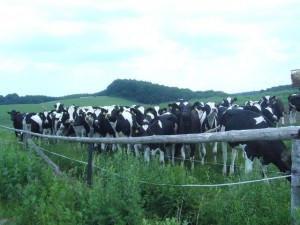 Wo wir das Interesse aller Rindviecher dieserr Koppel erregten und zusammenliefen, um uns aus nächster Nähe zu neugierig zu beäugen.