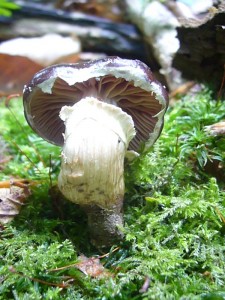 Der Leberbraune Ackerling (Agrocybe erebia) zählt nicht zu unseren häufigen Pilzen, um so größer war die Freude heute. Essbar, aber nur geringer speisewert. 25.06.2011 im Strohkirchener Holz.