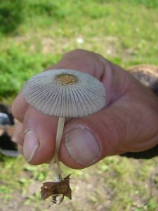 Immer wieder schön, diese zarten Tintlinge. Vermutlich ein Scheibchen Tintling (Coprinus plicatillis). 25.06.2011.