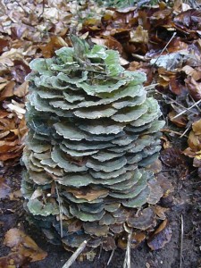 Und dann noch diese Schmetterlingspolingspyramide (Trametes versicolor). Die muß auch noch mit! 25.06.2011.