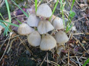 An mehreren Stellen wuchsen unzählige Gesäte Tintlinge (Coprinus disseminatus). Standortfoto am 26.06.2011 in den Windmühlen Tannen.