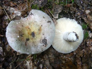 Papagei - Täublinge (Russula ionochlora) waren heute immer wieder zu finden. Sie wachsen sowohl unter Laub- wie auch Nadelbäumen und sind essbar. Standortfoto am 26.06.2011 in den Windmühlen Tannen.