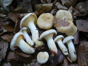 Der Blasse Laubwaldpfifferling (Cantharellus cibarius var. pallidus) ist wesentlich seltener als der gemeine Pfifferling. Er wächst auf basenreichen und ausgesproschen kalkreichen Böden. Er ist wesentlich blasser gefärbt und ist recht derbfleischig und groß. Somit können schon wenige Exemplare für eine Pilzmahlzeit ausreichen. Er wächst vorwiegend unter Buchen und Eichen. Standortfoto am 26.06.2011 im Sternberger Seenland.