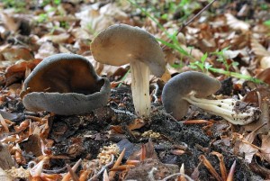 Die rippenstielige (Helvella solitaria) ist in Mecklenburg zerstreut im Mai und Juni anzutreffen.t