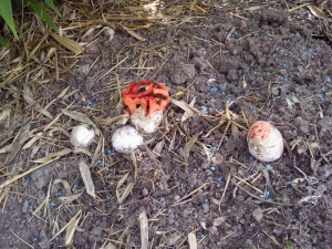 Am Standort des "Pilz des Jahres 2011" in Gägelow unter Bambus tut sich wieder etwas. Herr König sandte mir heute ganz aktuelle Fotos vom Scharlachroten Gitterling (Clathrus ruber) zu. Es erscheinen immer mehr Hexeneier, die sich nach und nach in Gitterkugeln verwandeln. Standortfoto am 20.07.2011. Ungenießbar.