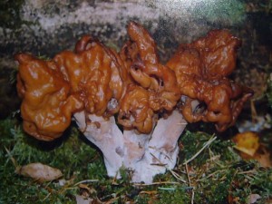 Bischofsmütze (Gyromitra infula). Diese seltene Lorchel wächst bei morschem Holz. Vereinzelt haben wir den Pilz an morschem Fichtenholz gefunden. Im Aussehen erinnert sie etwas an die giftige Frühjahrslorchel, die im März und April an ähnlichen Standorten