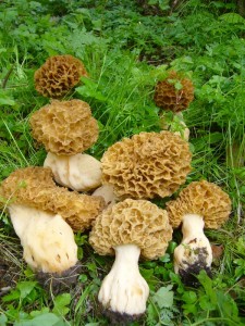 Die Dickfuß - Morchel (Morchella esculenta var. crassipes) ist eine Riesenform der Speisemorchel. Sie kommt zu gleichen Zeit der Löwenzahnblüte im Frühling vor, ist aber deutlich seltener als die Normalform. Sie kann bis 30 cm hoch werden. Markant ist der rundliche Hut und der meist stark verdickte, aufgeblasenen wirkende Stiel