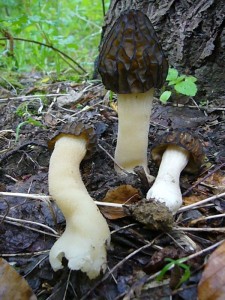 Die käppchen under Halbfreie Morchel (Morchella gigas) ist die häufigste Morchelart in unseren Breiten.