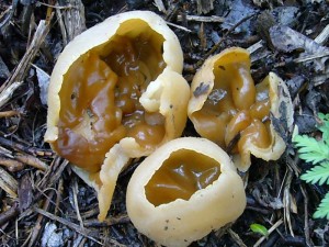 Der Blasenförmige Becherling (Peziza vesiculosa) wächst vom Frühling bis zum Herbst auf Pflanzenresten. Besonders auf alten, feuchten, der Witterung ausgesetzten Strohballen oder Strohmieten kann er sehr zahlreich wachens. Oft tief im Stroh steckend. Er kann zwar recht ergiebig sein, ist aber zu Speisezwecken nicht zu empfehlen. Standortfoto im Küstenschutzsaum an der Ostsee bei Brook am 15. Mai 2010. 