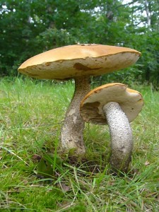 Birken - Rotkappen (Leccinum testaceoscabrum) im Wald bei Ventschow am 13. Juli 2011.