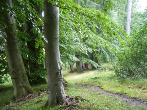 Mächtige, alte Buchen säumen den Rundwanderweg um den Hätter Wohld. 17.07.2011.