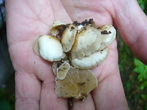 An morschem Laubholz wachsen gern die Gallertfleischigen Krüppelfüßchen (Crepidotus mollis). Zieht man die Hüte auseinander, so bemerkt man ihre gummiartig, dähnbare Huthaut. 17.07.2011.