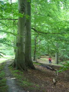 Und weiter geht es durch die mächtigen Buchenwälder. 17.07.2011.