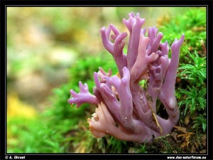 Der Naturfotograf Andreas Okrent war dieser Tage wieder einmal im Haushalt Forst auf der Suche nach fotogenen Raritäten unterwegs und schickte mir heute wunderschöne Fotos von violetten Korallen. Sie scheinen standortstreu zu sein, denn im letzten Jahr wuchsen sie ebenfalls an dieser Stelle. Leider konnte wohl noch nicht eindeutig geklärt werden, um welche Art es sich genau handelt.