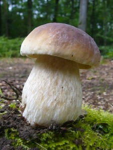 Echter Steinpilz (Boletus edulis). Standortfoto am 31.07.2011 im Revier Weiße Krug.