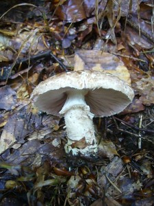 Der essbare Breitschuppige Champignon (Agaricus lanipes) wurde heute mehrfach gefunden. Satndortfoto 06.08.2011.