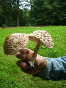 Und zum Schluß noch diese schönen Safran - Schirmpilze für die Pfanne (Macrolepiota rhacodes). 06.08.2011.