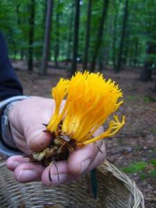 Dann erspähte Peter Kofahl einen orangegelben Fleck in der Ferne - der erste Pfifferling! - Aber Fehlanzeige, nur ein klebriger Hörnling (Calocera viscosa) Geringwertig. 07.08.2011.