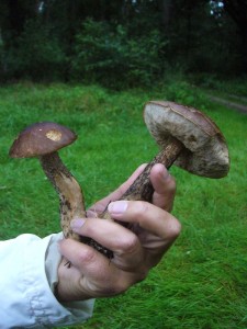 Schon bei der Ankunft am Waldrand sorgten diese Birkenpilze für eine Notbremsung