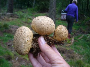 Diese Dickschaligen Kartoffel . Boviste (Scleroderma citrinum) gab es heute in Massen. Sie sind leider giftig! 14.08.2011.