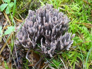 Zu den Pilzen, die mich heute besonders begeisterten zählt diese nicht alltägliche Stinkende Leder - Koralle (Thelephora palmata). Sie hat zwar einen korallenartigen Wuchs, zählt aber zu den Erdwarzenpilzen. Beieindruckend ist ihr Geruch nach verfaulendem Kohl. Standortfoto am 14.08.2011 im Sültener Forst. Ungenießbar. 