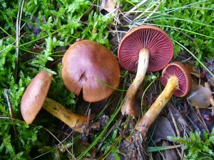 Der Blutblättrige Hautkopf (Dermocybe semisanguinea) ist zwar ein häugiger Pilz des Fichtenwaldes, besticht aber immer wieder durch seine dunkel blotroten Lamellen. Standortfoto im Sültener Forst am 14.08.2011. Ungenießbar.