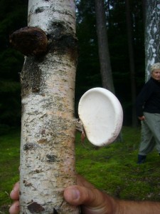 Nicht nur unter, auch an Birkenholz gibt es interessante Pilze, wie diesen Birken - Porling (Piptoporus betulinus). Er ist gerade in jüngerer Zeit in der Naturheilkunde wieder in Mode gekommen. 14.08.2011.