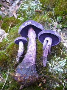 Der Top - Fund des Tages war aber eindeutig der Dunkelviolette Schleierling (Cortinarius violaceus). Diese seltene Rote Liste Art gehört zu den ganz großen Seltenheiten im westlichen Mecklenburg. Er wäre sogar essbar, aber seine Seltenheit verbietet dieses. Foto im Sültener Forst am 14.08.2011.