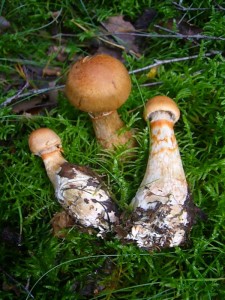 Der Geschmückte Gürtelfuß (Cortinarius armilatus) wächst ebenfalls unter Birken und ist bei weitem nicht so selten. Seine rötlichen Stielgürtel kennzeichnen ihn gut und auch er ist essbar. Standortfoto am 14.08.2011 im Sültener forst.