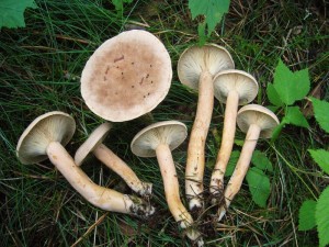 Der Filziege Milchling, Bruch - Reizker oder Maggiepilz (Lactarius helvus) ist eigentlich leicht giftig, getrocknet als Würze aber hervorragend. Er riecht besonders getrocknet äußerst intensiv nach Liebstöckel oder Maggie - Würze. Standortfoto am 14.08.2011 im Sültener forst.