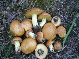 Besonders an freien, sonnigen Stellen waren in der Kiefernaufforstung truppweise junge Körnchen - Röhrlinge (Suillus greviley erschienen. Der Madenbefall ist allerdings recht hoch. Standortfoto am 17.08.2011