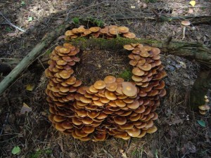 Hier konnte kräftig geenrtet werden. Kreisrund und dicht an dicht ist dieser Laubholzstubben mit Stockschwämmchen (Kuehneromyces mutabilis) bewachsen. Standortfoto am 20.08.2011 im Revier Weiße Krug.