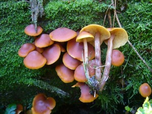 Der Rotbraune Flämmling (Gymnopilus picreus) steht zum teil sogar auf den Roten Listen der vom Aussterben bedrohten Pilzarten. Er scheint in den letzten Jahren bei uns immer häufiger zu werden. Er wächst an altem Fichtenholz. Ungenießbar.