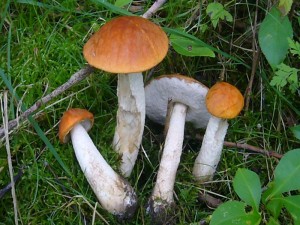 Danach fuhr ich noch zu einer Espen - Rotkappen - Stelle (Leccinum rufum) bei Neukloster und wurde, wie man sieht, auch fündig. Standortfoto am 26.08.2011.