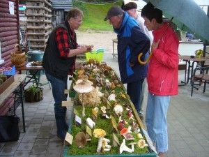 Pünktlich gegen 15.00 Uhr war die Ausstellung komplett, denn die Schweriner Volkszeitung hat sich zum Interview und zum Foto - Termin angemeldet. Hier erläutere ich gerade einigen Besuchern die Unterschieder zwischen dem Perlpilz und dem Pantherpilz. 27.08.2011. 